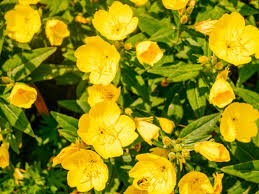 You can decide whether that bloom will thrive in your garden, if those leaves are edible, and which plants. How To Grow Yellow Evening Primrose Plants