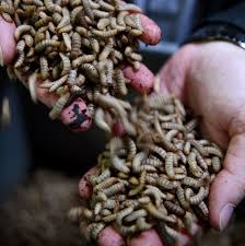 Doctors had identified lund's fly larva in her hairline, and surmised that a fly or maggot had likely laid eggs on a towel that she used to wrap her hair, which. Purina To Roll Out Bug Based Dog And Cat Food Npr
