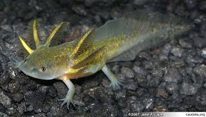 Axolotls Frequently Asked Questions Axolotl Cute Axolotl Weird Animals