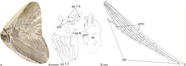The Stem Group Teleost Pachycormus Pachycormiformes Pachycormidae From The Upper Lias Lower Jurassic Of Strawberry Bank Uk Springerlink