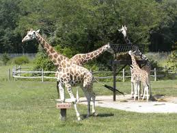 Cape may county park & zoo. The Zoo Review Zoo Review Cape May County Park Zoo