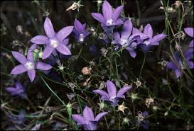 Image result for Wahlenbergia ramosissima
