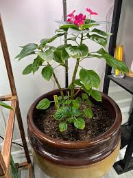 Image result for Impatiens wallerana