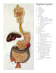 Label the digestive organs listed in this exercise on the model pictures on the following pages. Snake Anatomy Diagram Anatomy Drawing Diagram