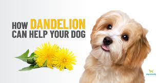 Check spelling or type a new query. Dandelion For Dogs Much More Than A Weed Dogs Naturally