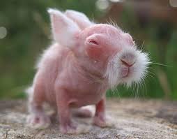 Imagini cu iepuri de pasti | stolenimg. Alopecia O Boala Care Afecteaza Si Animalele Imagini Socante