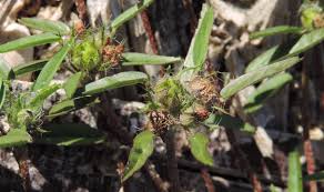 Image result for Sida serratifolia