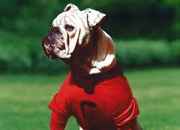Submitted 8 days ago by ketchupking05. Uga Mascot Ranking 64 Years Of Bulldogs At University Of Georgia Fanbuzz
