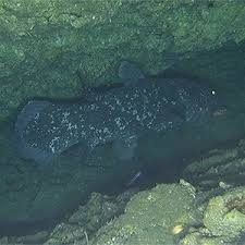 Image result for Coelachne africana