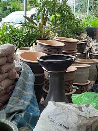 Kami menjual pelbagai barangan & makanan. My Small World Thunbergia