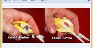 Cara membedakan burung robin jantan dan betina. Burung Flamboyan Jantan Gambar Burung Flamboyan Jantan Klik Ok