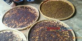 Makanan merpati agar cepat gemuk memerlukan waktu yang tidak singkat dan perawatan yang terus menerus. Jamu Giring Rangsang Birahi Merpati Harian Merapi