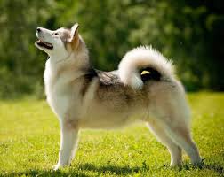 We think there are at least 7 things you need to know about alaskan malamutes to see if this is the right breed for you. Alaskan Malamute Charakter Opis Choroby Zalecenia Weterynarza