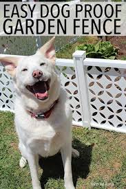 Easy Dog Proof Garden Fence Dog Proof Fence Dog Yard Dog Friendly Garden