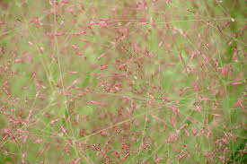 Image result for Eragrostis racemosa