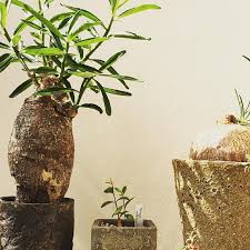 Image result for Talinum tenuissimum