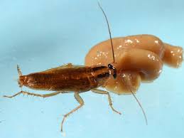 But united states medical association suggests… getting rid of pests like insects, bugs, rodents from our garden seems to be a big priority for the gardeners. How Should You Kill A Cockroach Smart News Smithsonian Magazine