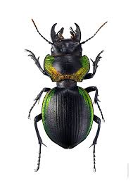 Image result for Mostuea batesii