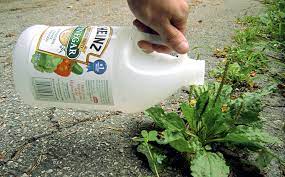 Since it's a biopesticide (isn't chemically processed), vinegar presents a much safer. 10 Uses Of Vinegar In The Garden Weed Killer Natural Herbicide