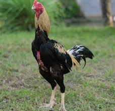 Check spelling or type a new query. Ayam Bangkok Jenis Ayam Aduan Dengan Harga Fantastis Cermati Com