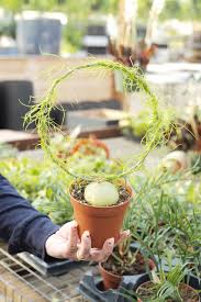 Image result for Bowiea volubilis