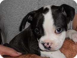 Black And White American Bulldog Mix Sanford Fl Boston Terrier American Bulldog Mix Meet English The Boston Tea Party Pup A Puppy For Adoption Facts About English The Boston Tea Party Pup
