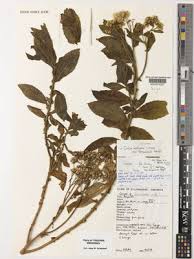 Image result for Cineraria deltoidea