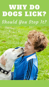 Why Do Dogs Lick People Your Face Hands And Feet What Does It Mean