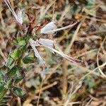 Image result for Ocimum filamentosum