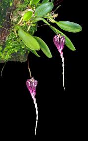Image result for Bulbophyllum comatum