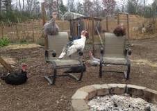 Image result