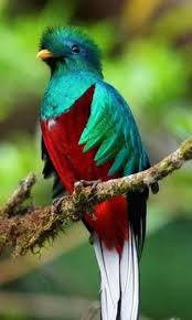 Birds That Start With Q Pin By Judy Lane On Birds Birds Beautiful Birds Pretty Birds
