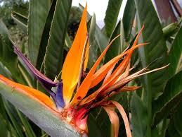 Image result for Strelitziaceae