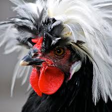 White crested black polish chicken. White Crested Black Polish Cockerel Photograph By Karon Melillo Devega