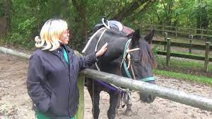 Read my review of the toboggan run and get all the info you need to plan a trip to pokagon. Horse Riding Pokagon State Park 2019 Youtube