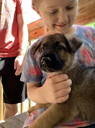 Any suggestions for a new puppy name?