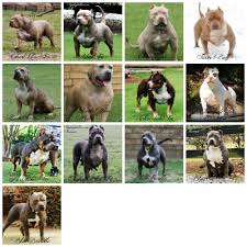 Complete American Bully Breeding Color Chart 2x American