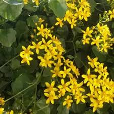 Image result for Cynodon aethiopicus