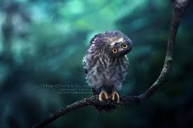 21 Of The Most Beautiful Wildlife Photos On 500px Baykus Fotografcilik