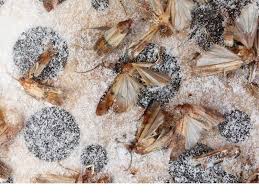 Another option, seaman says, is buying sticky pantry pest traps, which contain pheromones to attract the moths. How To Get Rid Of Pantry Pests Complete Guide Kitchen At The Store