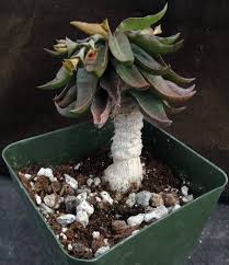 Image result for Euphorbia transvaalensis