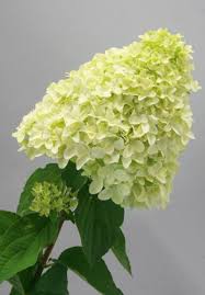 Image result for Gaertnera paniculata