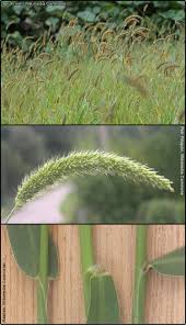 Image result for Setaria viridis