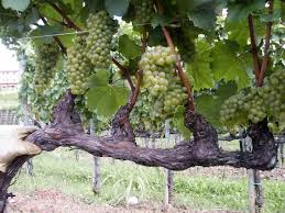 Image result for grape pruning