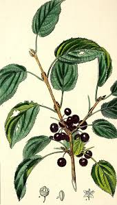 Image result for Rhamnus prinoides