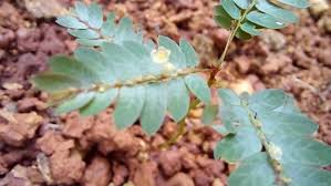 Image result for Phyllanthus nyikae