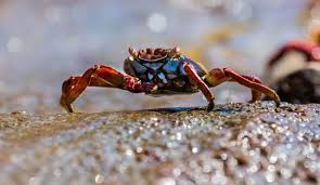 Image result for Crabbea glandulosa