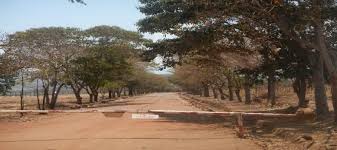 Image result for Rhynchosia kilimandscharica