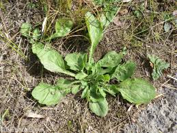 Image result for Oxyanthus strigosus