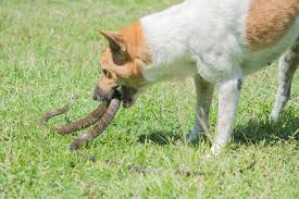 Spider bites are different from mosquito or tick bites. Cats Have More Lives Than Dogs When It Comes To Venomous Snake Bites Here S Why